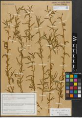 Foto von Salix alba subsp. vitellina (L.) Arcang. x Salix babylonica L.